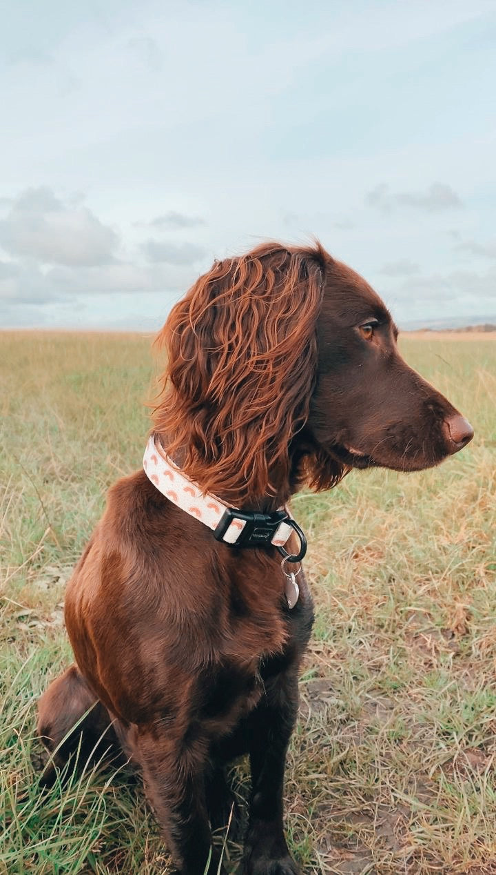 Collar - Maple