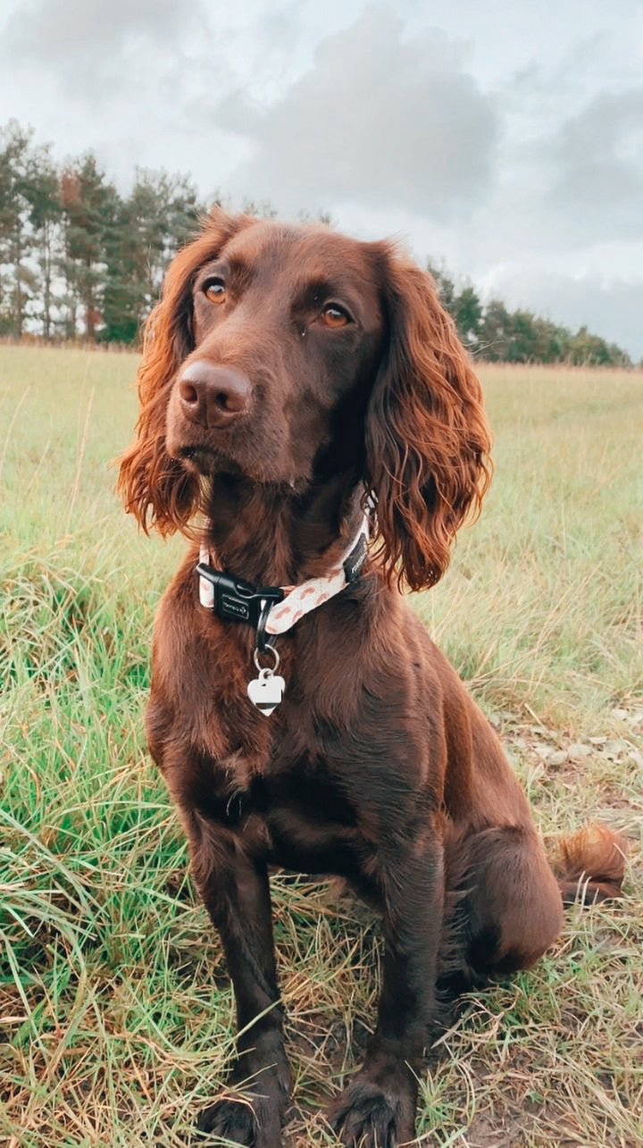 Collar - Maple