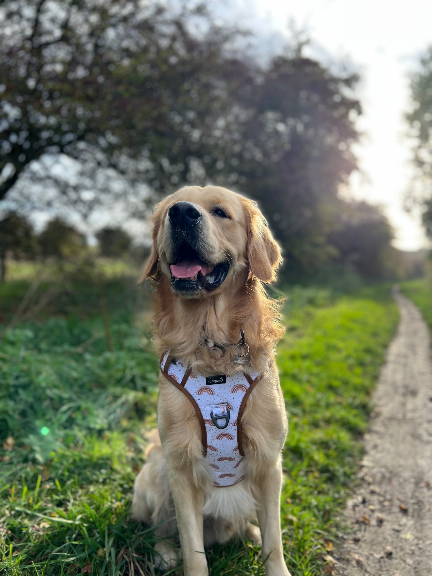 Adventure harness - Maple