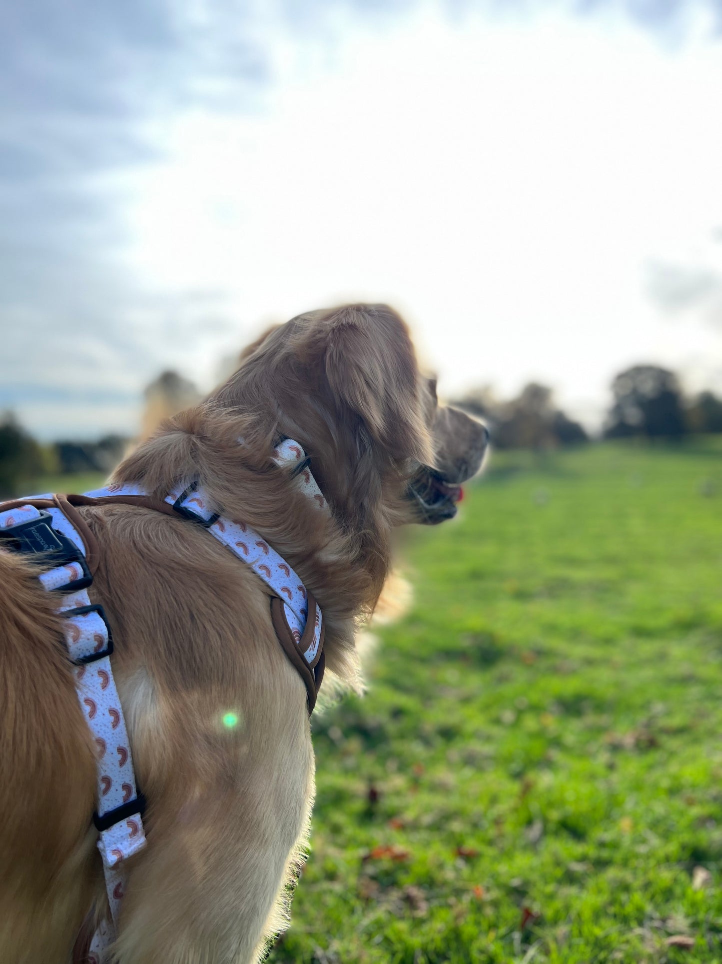 Adventure harness - Maple