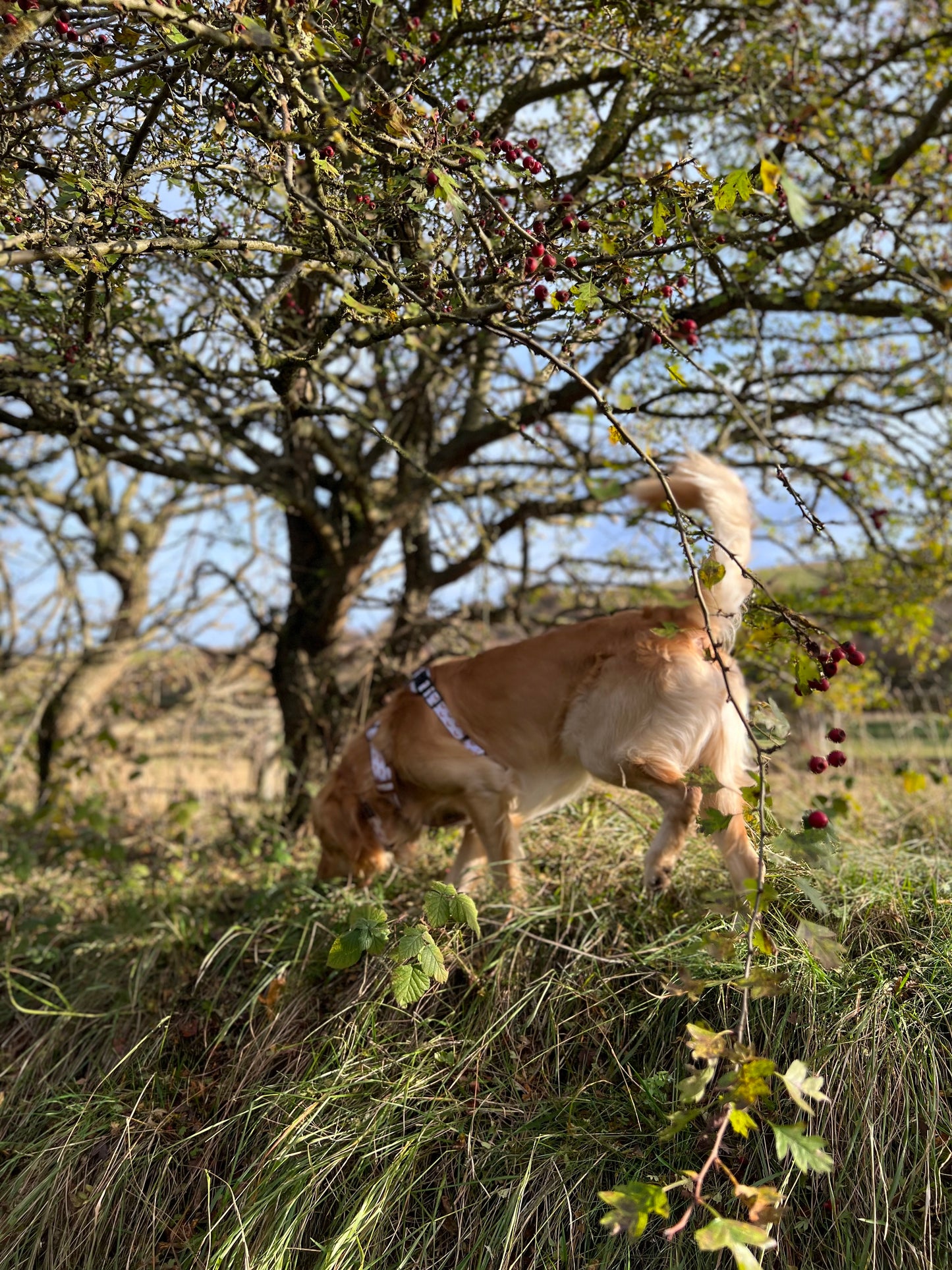 Adventure harness - Maple