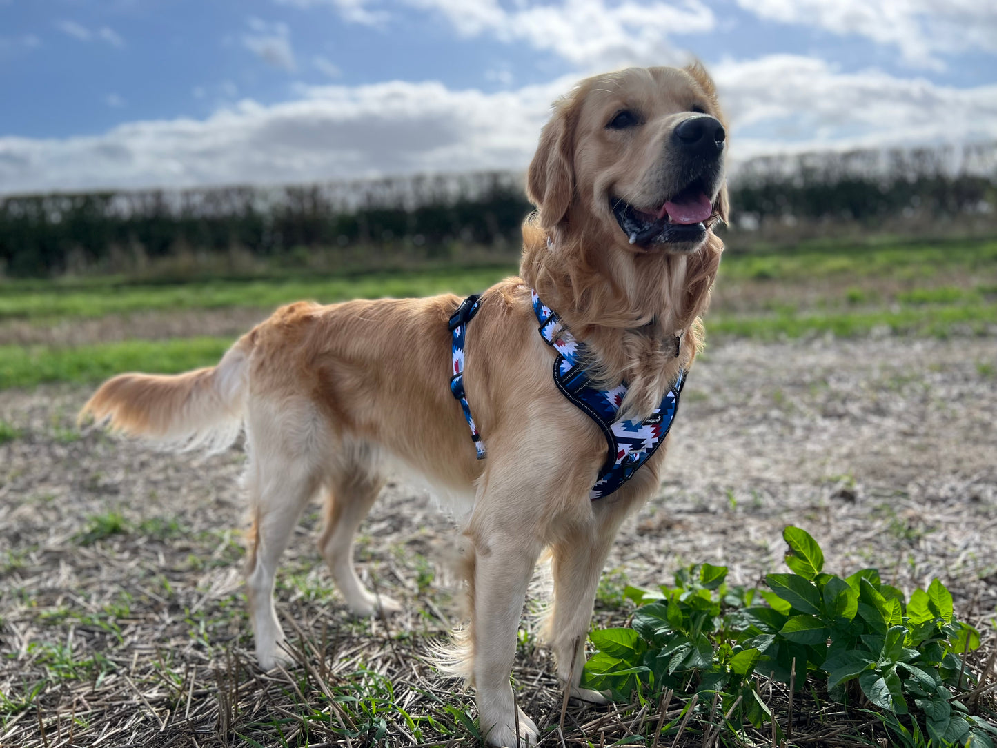 Adventure harness - Inca