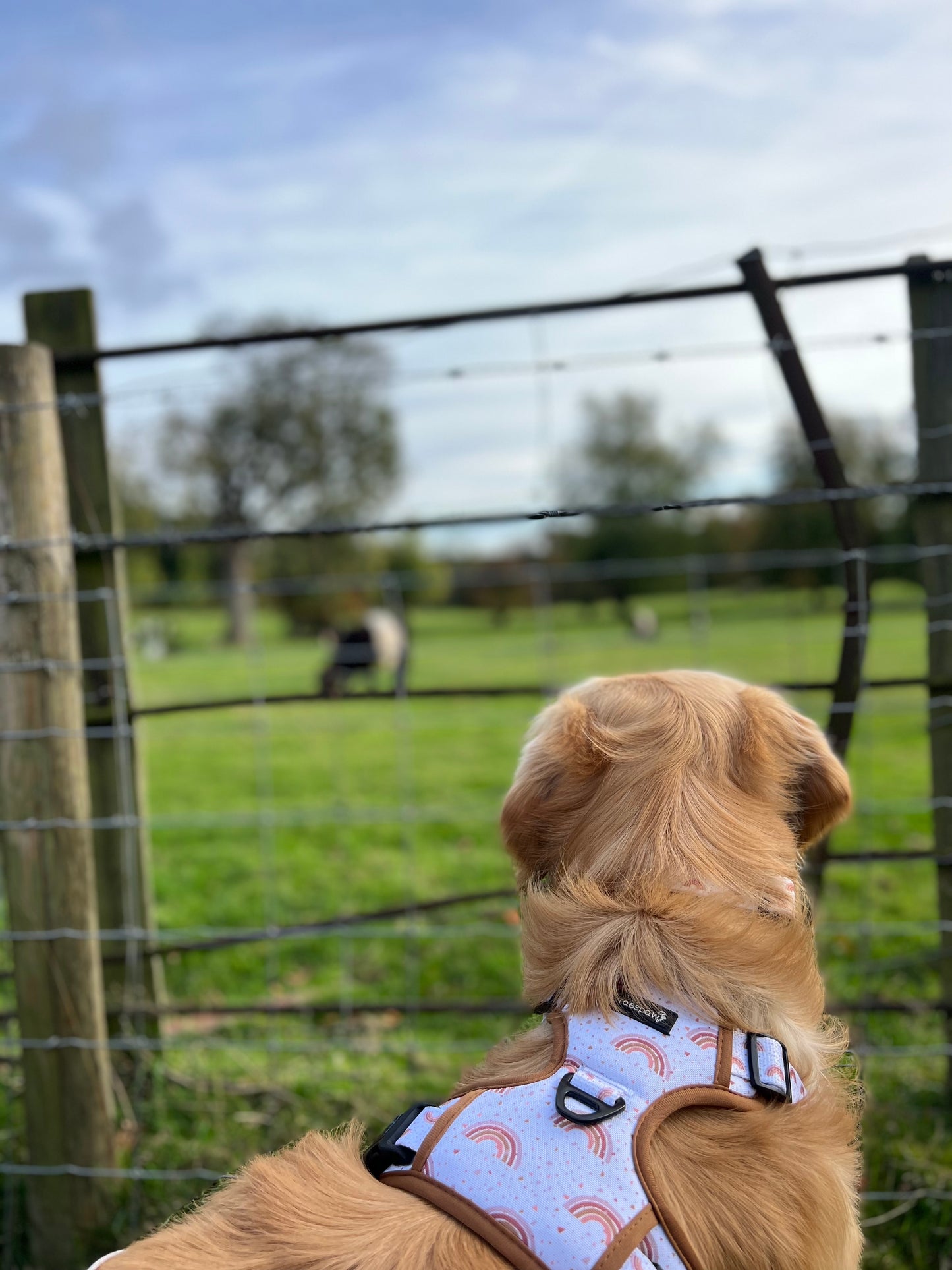 Adventure harness - Maple