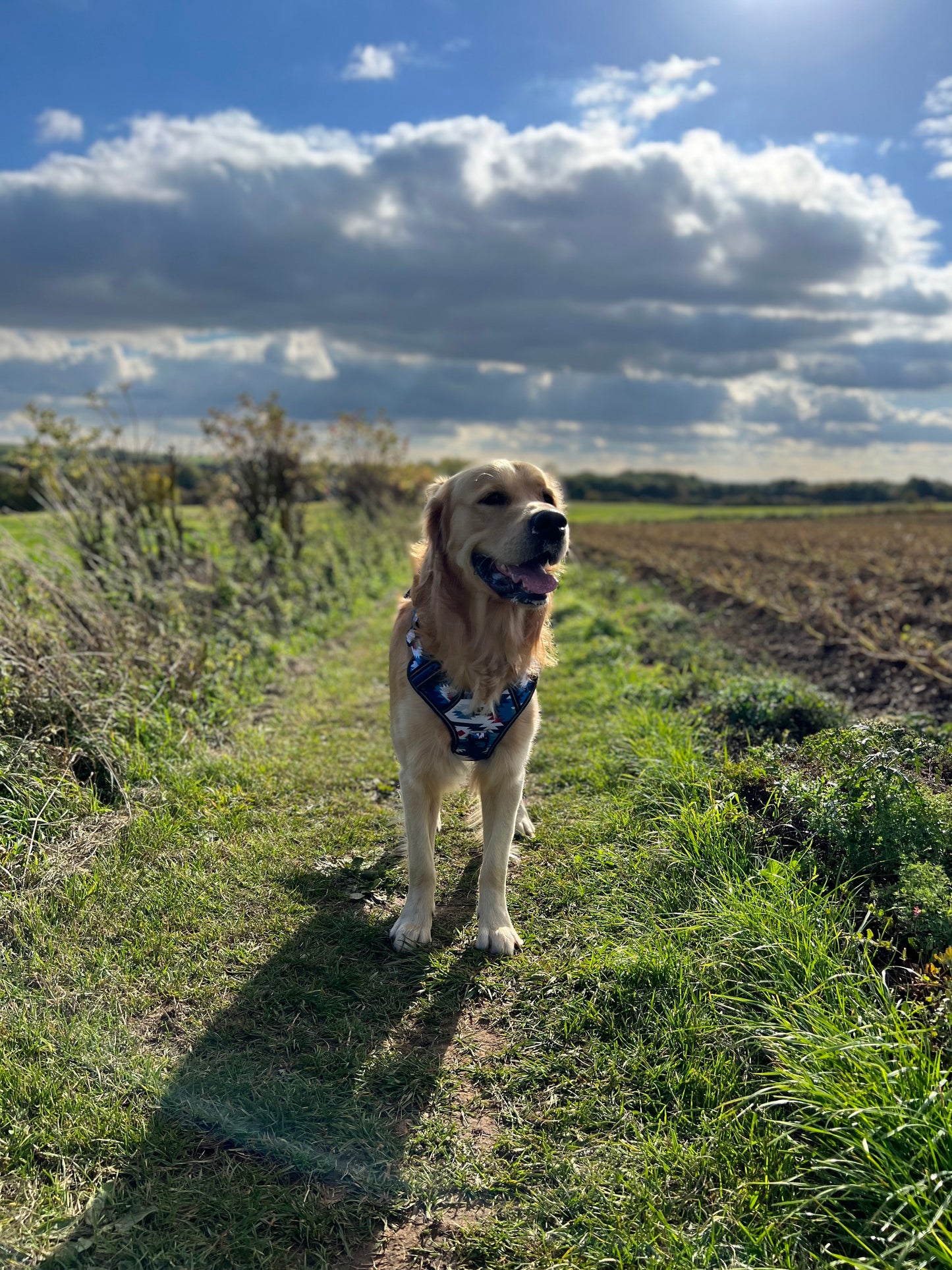 Adventure harness - Inca