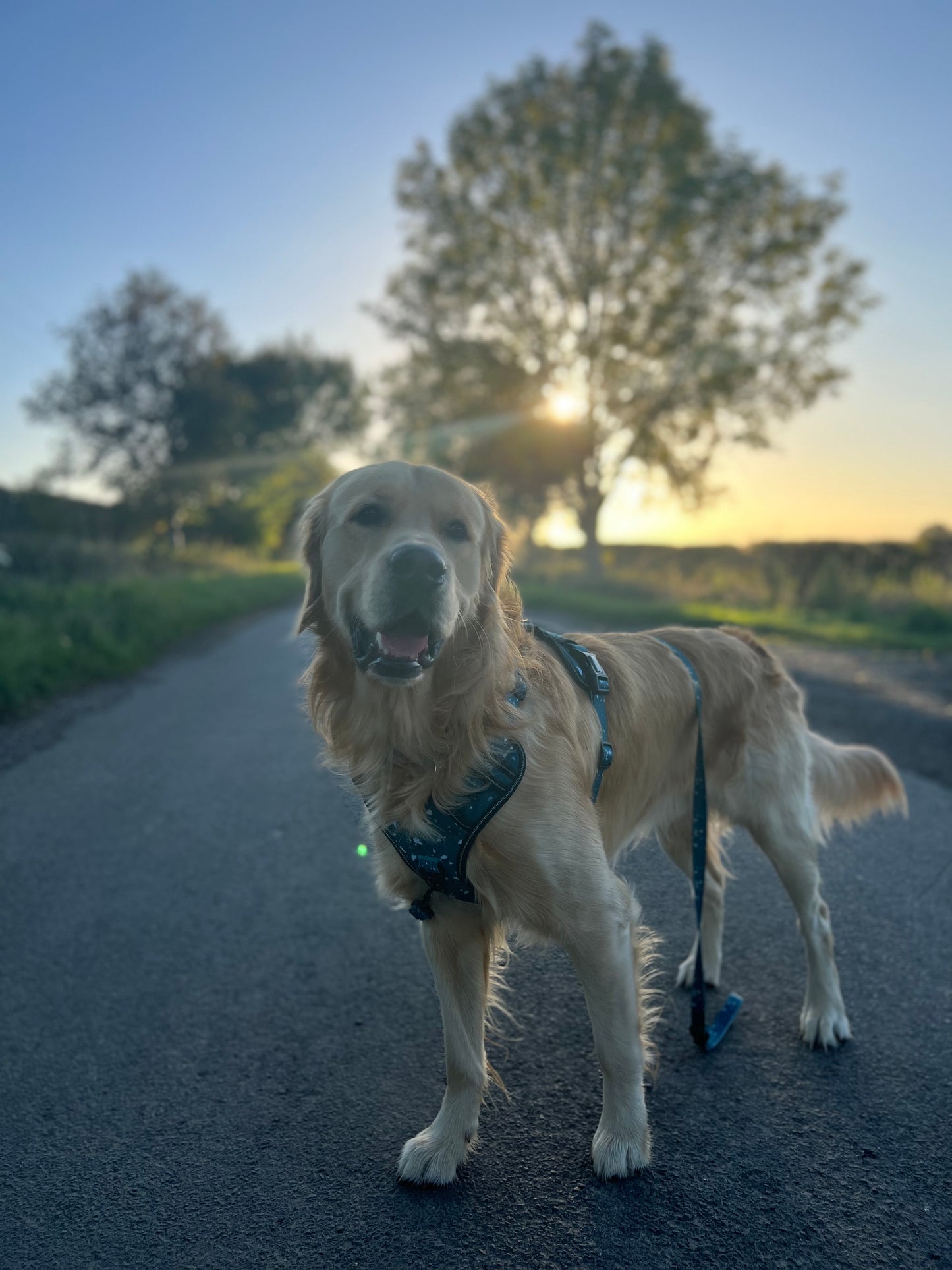 Adventure harness - Reef