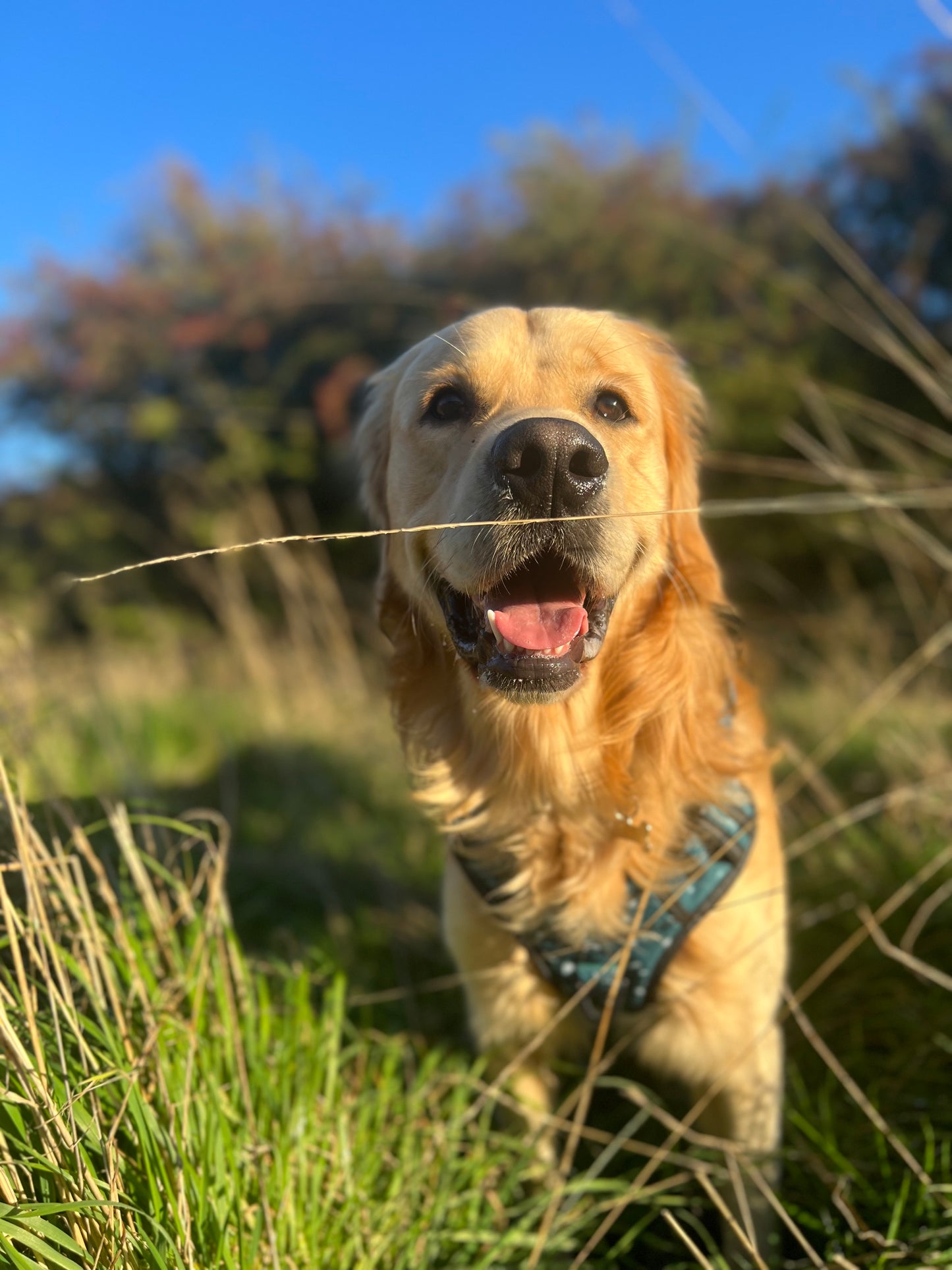 Adventure harness - Reef