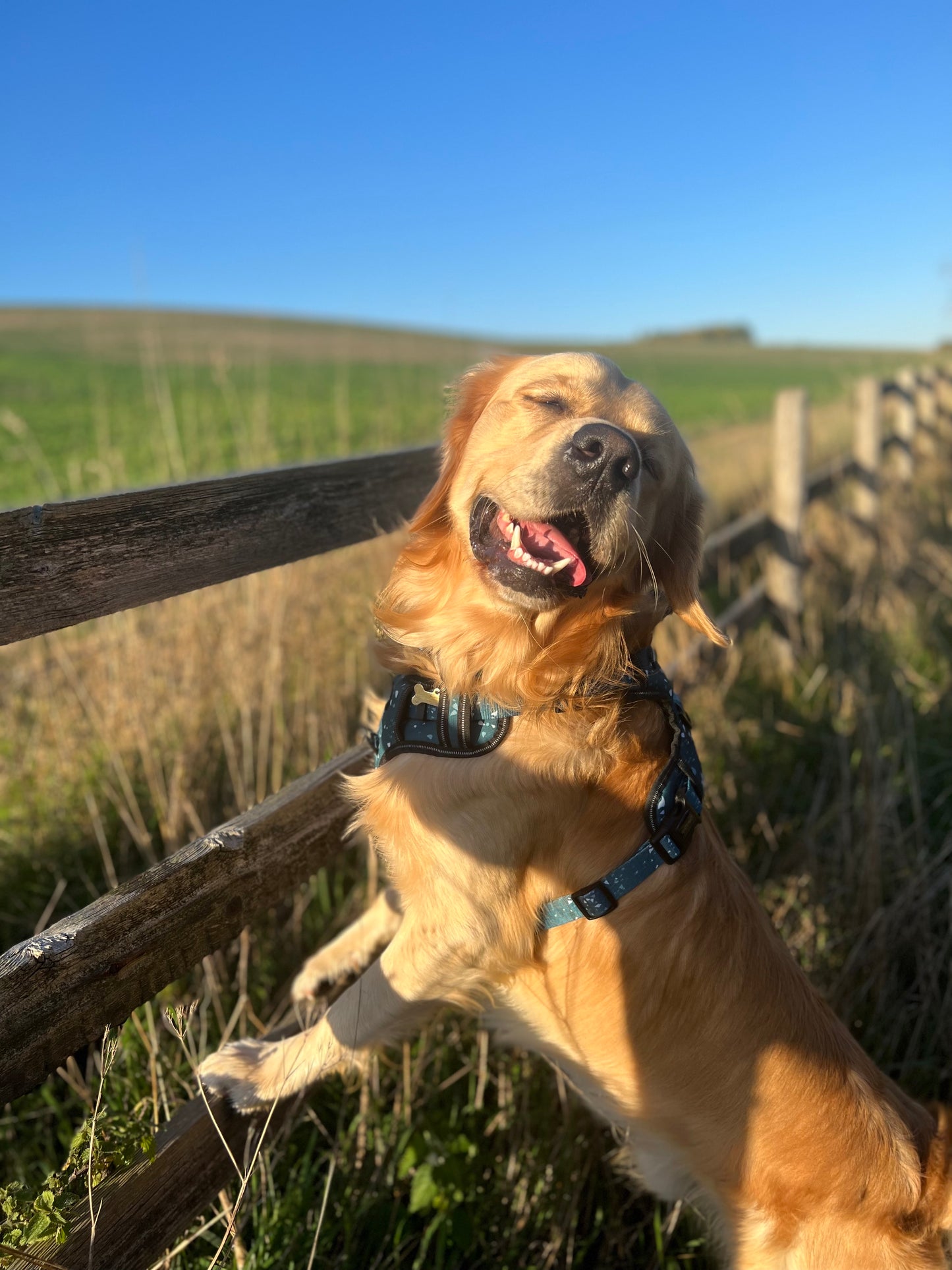 Adventure harness - Reef