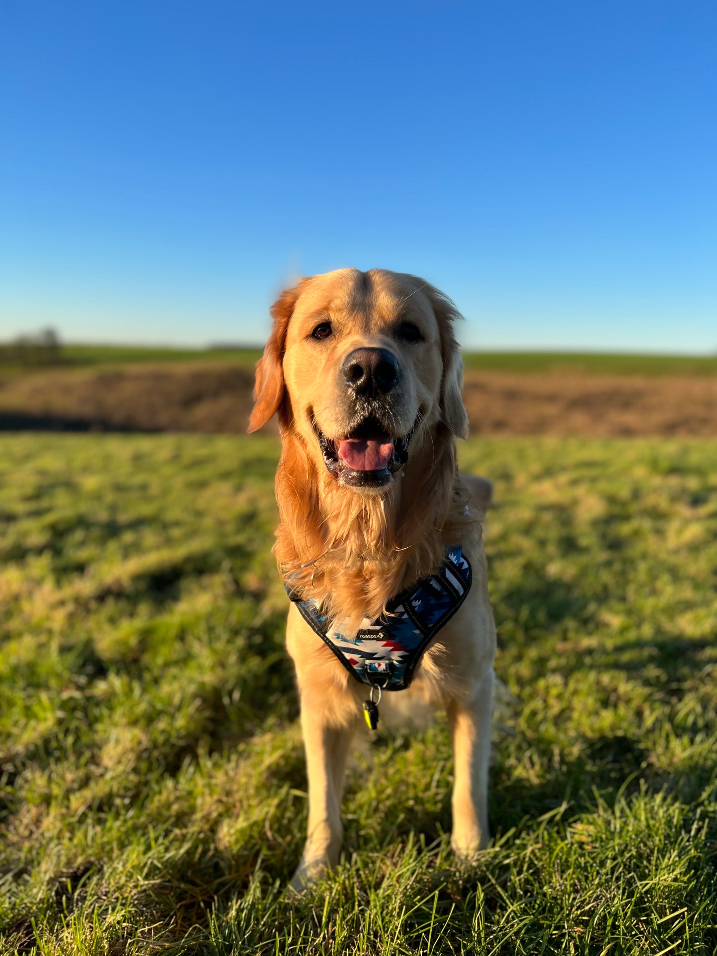 Adventure harness - Inca