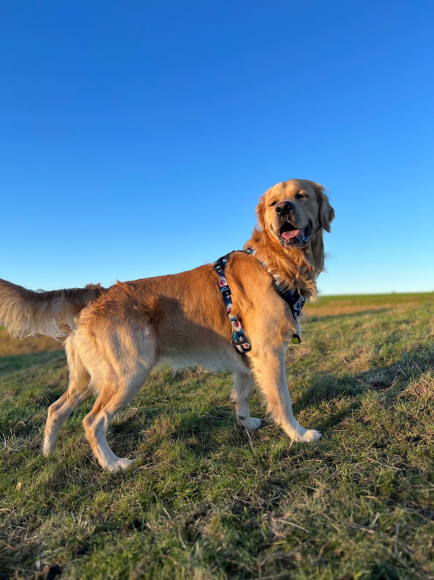 Adventure harness - Inca