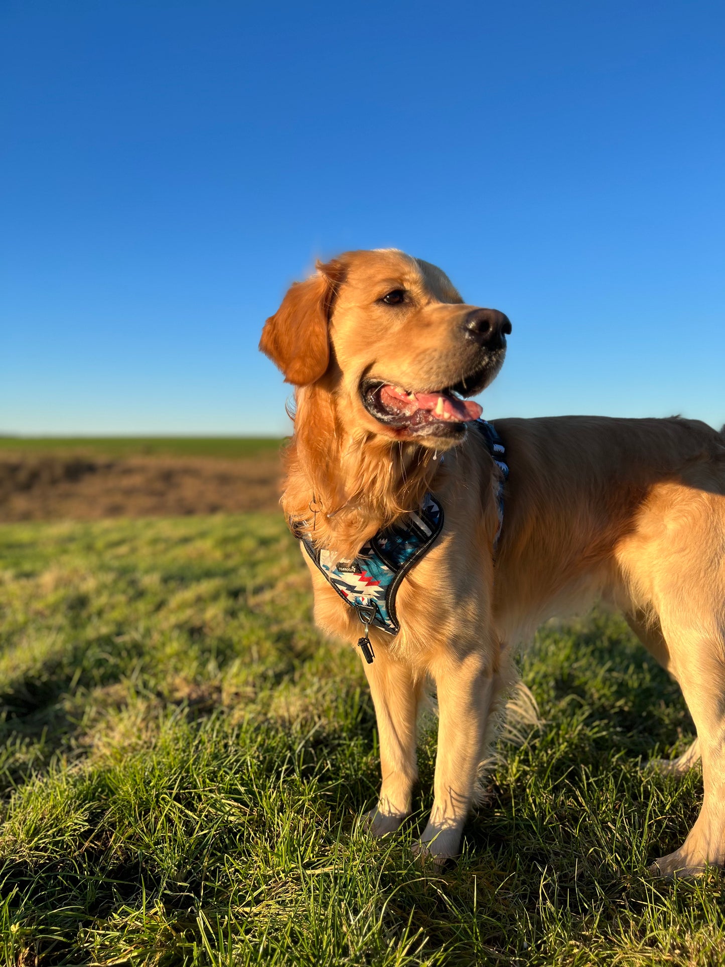 Adventure harness - Inca